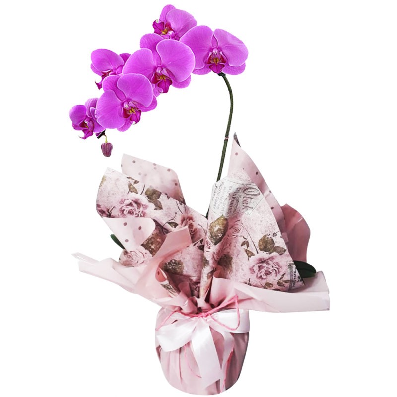 Vaso de Orquídea